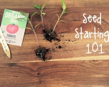 How-To Start Seeds for a Vegetable Garden | IN BETH'S GARDEN