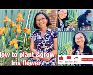#irisflower#gardening   How to plant and grow Iris flower – Tips and Tricks