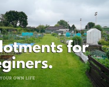 Allotments for beginners – vegetable gardening