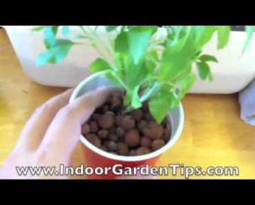 Indoor Garden Tips – Hydroponics – Transplanting Herbs From Containers To Hydroponic System