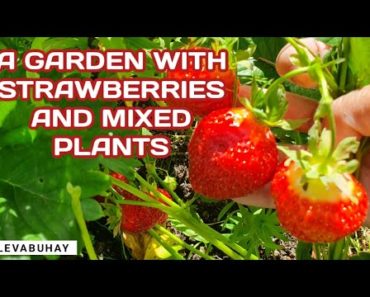A GARDEN WITH STRAWBERRIES, FLOWERS, VEGETABLES AND MIXED PLANTS |  GARDEN TIPS | WILD FLOWERS