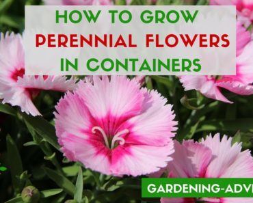 Container Flower Gardening Tips – 10 Perennial Plants For Pots