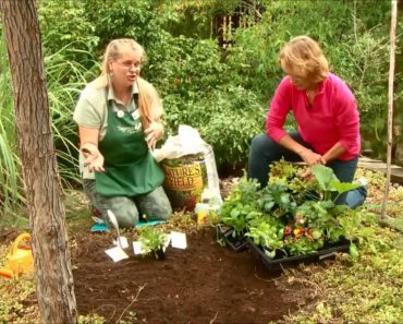 Planting a Fall Vegetable Garden – Produced by Tagawa Gardens, a partner in PlantTalk Colorado