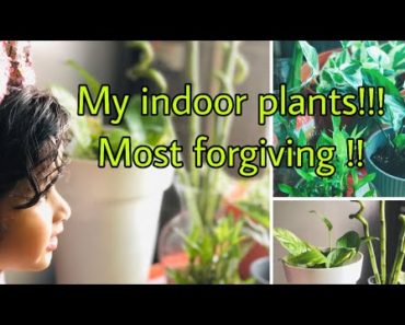 5 easy growing indoor plants/Malayalam gardening/beginners indoor garden