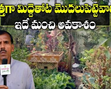 Terrace Garden Tips for Beginners by T Raghotham Reddy || Gardening Ideas || SumanTV Tree