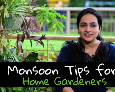 15 Monsoon Tips for Home Gardeners | Gardening in rains | Gardening Tips