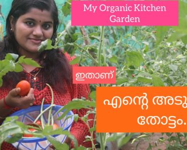 എന്റെ അടുക്കള തോട്ടം ! My Organic #Vegetable Garden At Home ! Kitchen Garden.