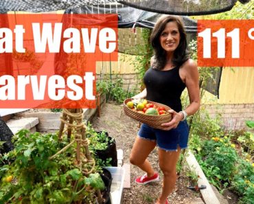 Heat Wave Organic Vegetable Garden Harvest – 111 Degrees F – & Garden Tips! ???