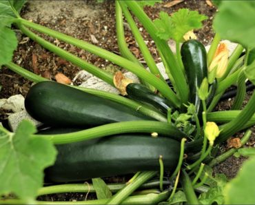 Zucchini, the easiest vegetable to grow, good option for beginners