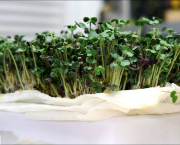 The EASIEST Indoor Gardening Project EVER! | Lentil, Pea, and Mustard Microgreens | 7 Days or LESS