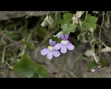 Flower Gardening Tips : How to Grow Kenilworth Ivy (Cymbalaria Muralis)