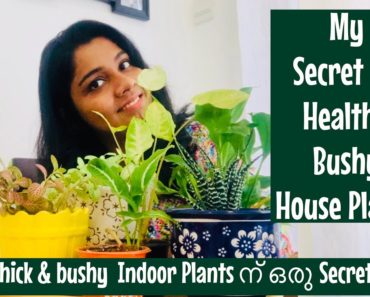 My Secret To Bushy Healthy Indoor Plants |Indoor Plant Care | Gardening Tips | Mom life Journal