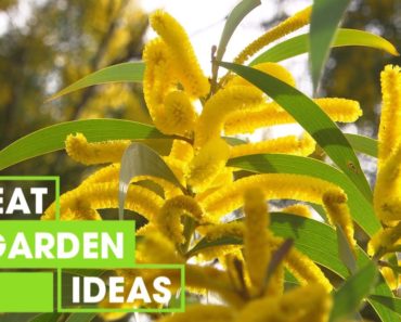 Tips on Growing Your Best Flowers | GARDEN | Great Home Ideas