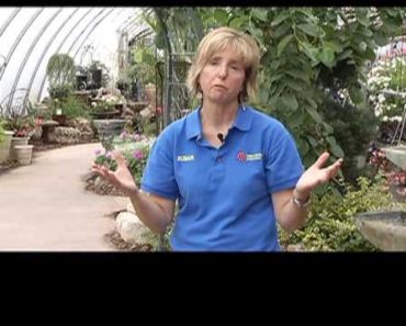 New North Greenhouse – Tips for Gardening Beginners