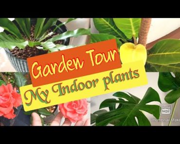 My Indoor Houseplants Tour l Indoor Garden Tour l Plants collection