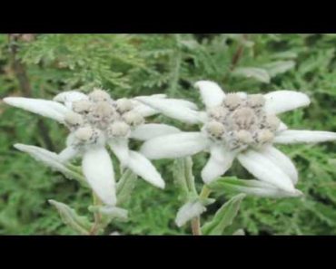 Gardening Tips : Growing Edelweiss Flowers