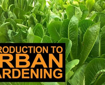 Introduction To Urban Gardening