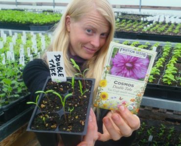 Beginner Gardening: Flowers to Transplant