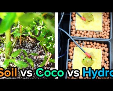 Soil vs Hydro vs Coco Blend for Indoor Gardening and Hydroponics