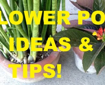 HOW TO CHOOSE THE BEST FLOWER POT | CONTAINER GARDENING TIPS!