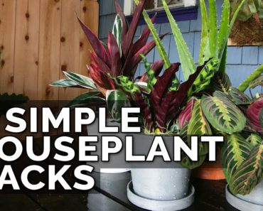 3 Simple Houseplant Care Tips to Keep Your Plants Healthy