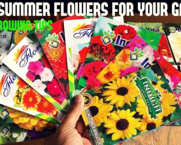 Top Summer Flowers For Your Garden-With All Care Tips