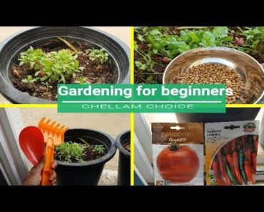 Gardening for beginners in tamil /Gardening in UAE in tamil