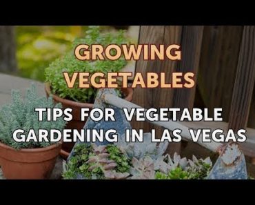 Tips for Vegetable Gardening in Las Vegas