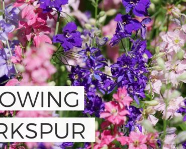 How to Grow Larkspur from Seed – Cut Flower Gardening for Beginners Series