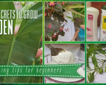 Top Secrets To Make Your Garden Grow | Gardening For Beginners Tamil