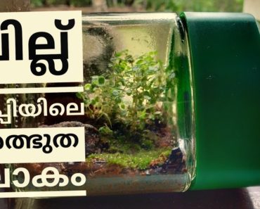 Terrarium making in Malayalam/ How to make simple terrarium/indoor gardening//Creative Collections