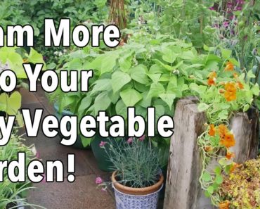 Cram More Into Your City Vegetable Garden!