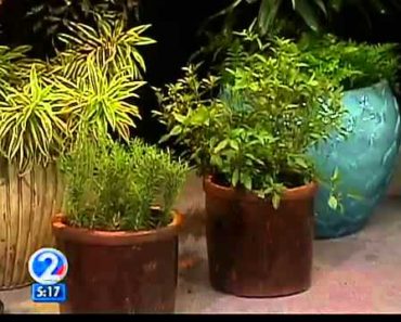 Be Green 2: Tips for indoor gardening