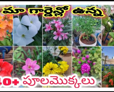 40+ flower plants of my terrace garden || flower plant ideas for beginners|| garden tour part – 1 ||