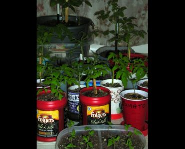 Container Gardening for Beginners   or Anyone