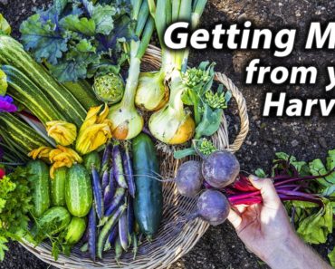 How to get Extra from Your Vegetable Garden | Harvesting Tips