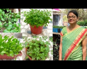 Organic Kitchen Garden : How to grow organic vegetables
