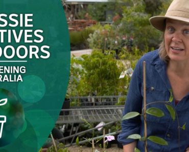 Grow Aussie natives indoors: varieties, tips and tricks