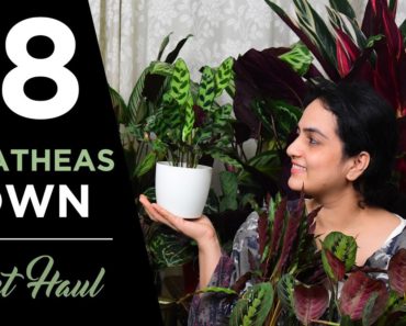 18 varieties of Calatheas I own | Plant Haul | Indoor gardening #Calatheas #Goeppertias