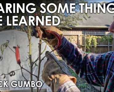 Vegetable Gardening Tips I've Learned || Black Gumbo