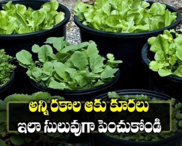 How to Grow Leafy Vegetables at Home Easily || Terrace Gardening Ideas || SumanTV Rythu