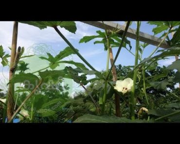 ടെറസ് കൃഷിയിലെ ജലസേചനം – home terrace vegetable garden watering tips