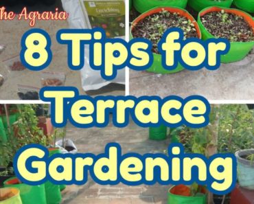 Terrace gardening – 8 Tips for beginners