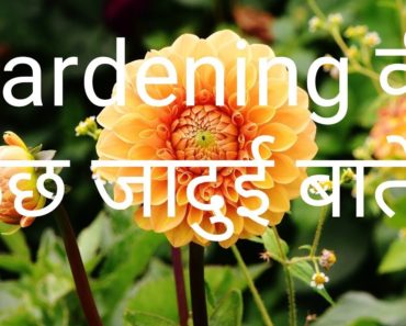 Basic Gardening Tips for Beginners // Garden management ideas