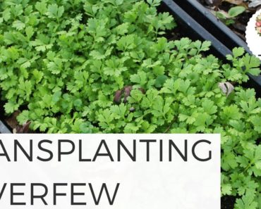 Transplanting Feverfew Fall Hardy Flowers Growing Flowers from Seed Gardening for Beginners