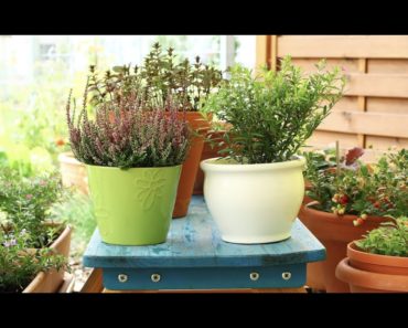 Vegetable Container Gardening For Beginners and Garden Tour!