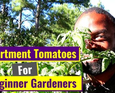 Apartment Tomato Gardening For Beginners