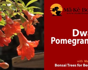 Bonsai Pomegranate Fruiting & Flowering great Bonsai Trees for Beginners and flowers gardens