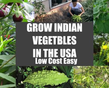 How to grow Indian Vegetables in USA STEP BY STEP EASY LOW COST Ideas Video Episode Bhavna's Kitchen