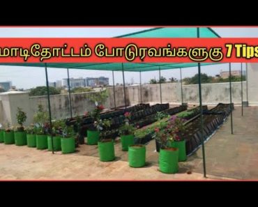 மாடிதோட்டம் போடும் முன் இத கவனிக்க மறந்துராதிங்க | Terrace garden beginners 7 Tips |Gardening tamil